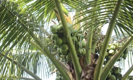 Độc lạ ‘cây dừa nhà tôi’