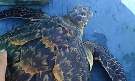 Ngư dân Bình Định liên tiếp cứu hộ rùa biển quý hiếm
