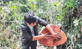 Vụ loạt cây gỗ đường kính lớn bị cưa xẻ, Kiểm lâm Bình Định nói gì?