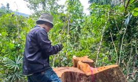 Cận cảnh hiện trường loạt cây gỗ đường kính lớn bị cưa xẻ nằm ngổn ngang ở Vân Canh