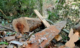 Đề nghị tố giác tội phạm vụ khai thác gỗ khủng trong rừng phòng hộ ở Bình Định