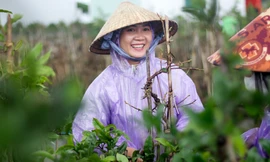 Rộn ràng mùa lặt lá thuê ở thủ phủ mai vàng Bình Định