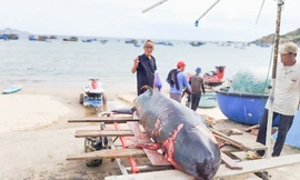 Cá voi nặng 50 kg dạt vào bờ biển trước Lăng Ông Nam Hải