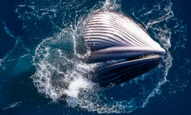 Cận cảnh những pha săn mồi ngoạn mục của cá voi khổng lồ ở biển Gia Lai