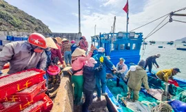 Ngư dân Bình Định 'hốt lộc' đầu năm