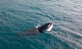 Cá voi lại xuất hiện săn mồi ở vùng biển Bình Định