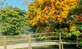 Cảnh sắc mộng mơ hoa trang bên suối Tà Má