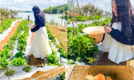 Du khách thích thú lên 'cổng trời' hái dâu