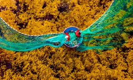 Ngắm 'cánh đồng chín vàng' tuyệt đẹp ở biển Quy Nhơn