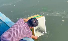 Thả gần 500 ngàn con giống hồi sinh khúc sông từng bị bùn quây lấp