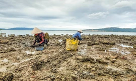 Nhọc nhằn nghề đào phễnh trên đầm Thị Nại