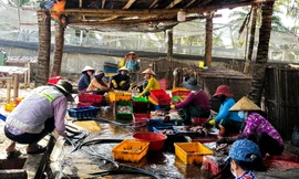 Phạt hơn 600 triệu đồng 15 cơ sở chế biến mực gây ô nhiễm ở Bình Định