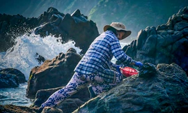 Nhọc nhằn thu hoạch 'lộc biển' trên ghềnh đá bên sóng dữ