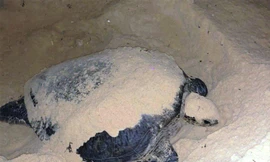 Rùa biển bò lên bãi biển đẻ trứng.