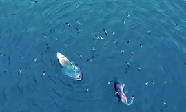 Cá voi bơi lượn tung tăng săn mồi ở vùng biển Gia Lai