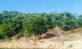 Đã thu hồi 138ha đất rừng phòng hộ cấp sai cho gia đình nguyên bí thư huyện ở Bình Định