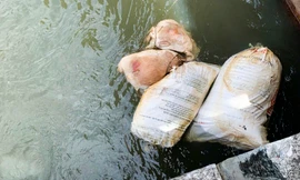 Ám ảnh xác heo chết vứt đầy kênh mương ở Gia Lai