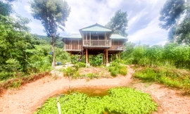 Vợ chánh án huyện chiếm đất rừng phòng hộ, xây dựng công trình trái phép