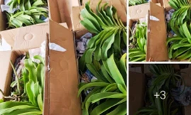 Mua bán lan trên các trang mạng xã hội. Ảnh minh họa