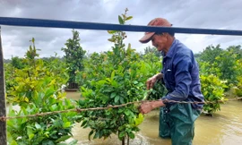 Những chậu mai cảnh bị ngập trong nước lũ. Ảnh: Trương Định