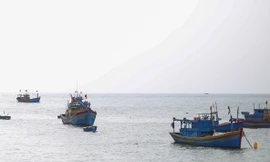 Hai ngư dân Bình Định rơi xuống biển mất tích