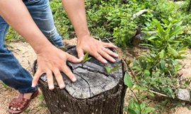 Điều tra hơn 2ha rừng phòng hộ ở Bình Định bị khai thác 'sai thiết kế'