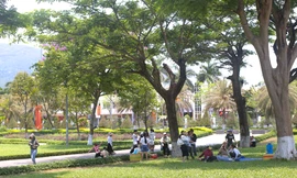 Bình Định đầu tư hơn 900 tỷ đồng phát triển cây xanh đô thị