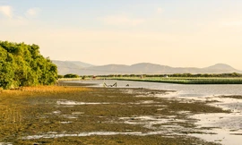 Khu vực Cồn Chim, huyện Tuy Phước (Bình Định).