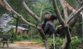 Phú Yên: 3 cá thể voọc chà vá chân xám quý hiếm vào cư trú trong...chùa