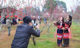 Nhiều người kéo nhau đi xem hoa ở độ cao 800m