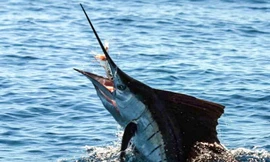 Một ngư dân Bình Định tử vong do bị cá cờ đâm trúng