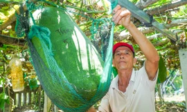 Độc lạ Bình Định: Làng trồng bí đao ‘khổng lồ’, có quả nặng hơn nửa tạ