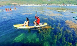 'Cánh đồng vàng' rong mơ làng Nhơn Hải hút hồn du khách
