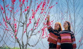 Rực rỡ sắc hoa đào trên độ cao 800 m ở Bình Định