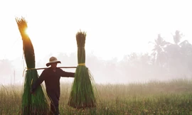 Rộn ràng mùa thu hoạch cói, người dân xuống ruộng từ lúc mặt trời vừa ló rạng