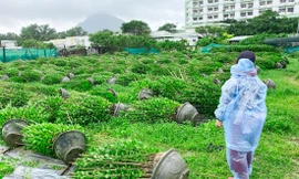 Hàng nghìn chậu hoa tết ở Phú Yên bị gió lớn quật đổ