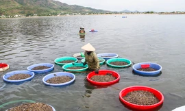 Mưu sinh bằng nghề cào hến trong lòng hồ ở dự án khu đô thị nghìn tỷ