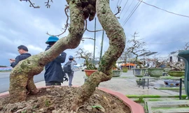 'Thủ phủ' mai vàng của miền Trung rộn ràng vào Tết