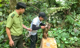 Thả cá thể động vật rừng quý hiếm về tự nhiên. Ảnh: P.T