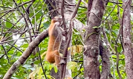 Khu bảo tồn thiên nhiên An Toàn được quy hoạch thành Vườn quốc gia