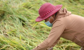 Lúa ngã rạp đồng, nông dân tranh thủ gặt sau đợt mưa lớn bất thường