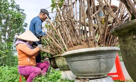 Thủ phủ mai vàng miền Trung tất bật “trẩy lá” chào xuân