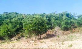 Diễn biến nóng vụ nguyên Bí thư Huyện ủy giả chữ ký để 'thâu tóm' 115 ha đất rừng