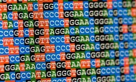 Tại sao con người thông minh khác nhau?