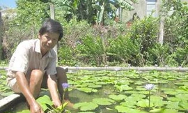 Thu tiền triệu mỗi ngày nhờ trồng hoa súng