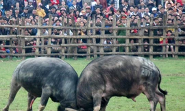 Trâu số 9 vô địch hội chọi trâu huyện Lục Yên