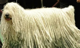 Chú chó có bộ lông ‘khủng’ nhất thế giới