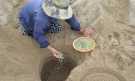 Làng làm giá đỗ 'độc nhất vô nhị'