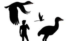 Hóa thạch loài 'phượng hoàng' cổ đại