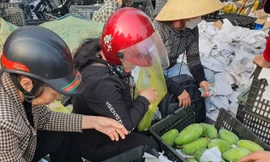 Người dân 'giải cứu' hàng chục tấn xoài giúp tài xế sau tai nạn